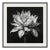 20" X 20" - 'Queen of the Night Flower' - Black and White Photography Print For Sale
