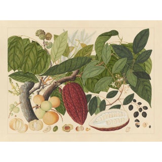 Golden Tropic Botanicals, Giclée Print #7 Reproduction For Sale