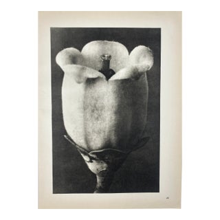 Vintage Botanical Blossfeldt Print - No. 49 For Sale