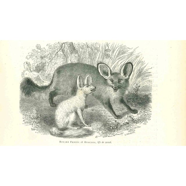 Paul Gervais (Paris, 26 September 1816 - 10 February 1879) was a French zoologist and paleontologist, obtained a doctorate...