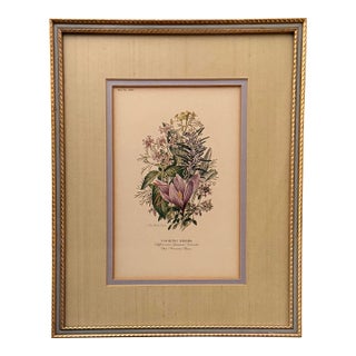 Vintage Botanical Print by Anne Ophelia Dowden For Sale