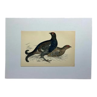 Antique Hand Colored Bird Print From England Showcasing a Pair of Black Grouses - Circa 1888 For Sale