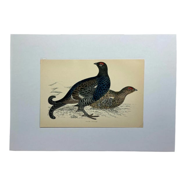 Antique Hand Colored Bird Print From England Showcasing a Pair of Black Grouses - Circa 1888 For Sale