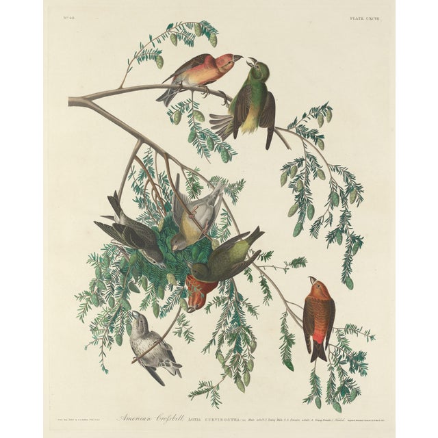 American Vintage John James Audubon Reproduction Prints —Grouse, Shrike, Finch, Titmouse, Wren, Falcon, Crossbill and Warbler - Collection of 4 For Sale - Image 3 of 9