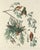 American Vintage John James Audubon Reproduction Prints —Grouse, Shrike, Finch, Titmouse, Wren, Falcon, Crossbill and Warbler - Collection of 4 For Sale - Image 3 of 9