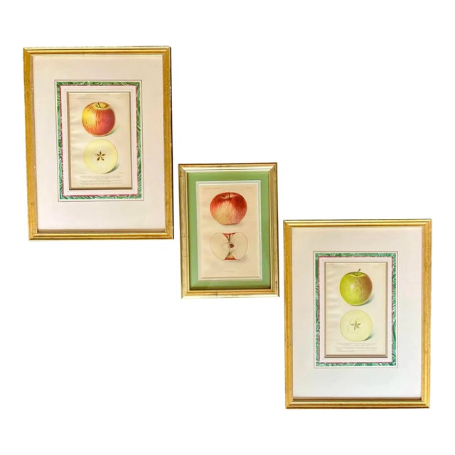 American Apple Bookplates (1905), Set of Three For Sale