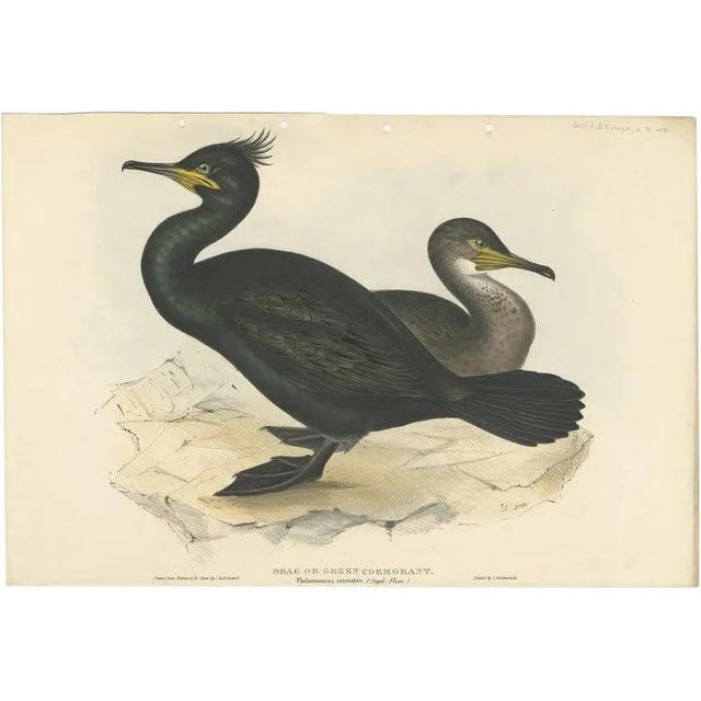 Gould, European Shag, 1832, Paper For Sale