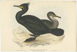 Gould, European Shag, 1832, Paper