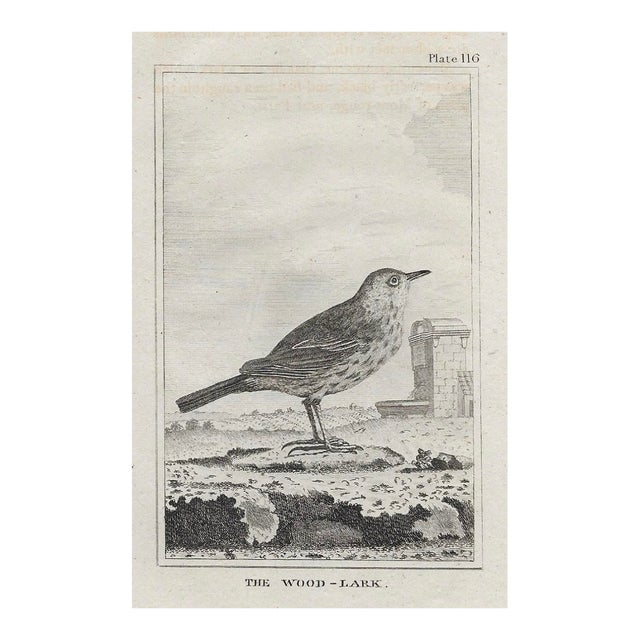 Antique Wood Lark Ornitholigical Engraving For Sale