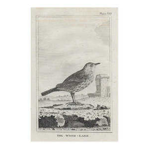 Antique Wood Lark Ornitholigical Engraving