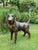 Life-Size Bronze Bloodhound Garden Statue from Christian Maas For Sale - Image 4 of 18