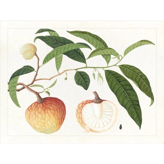 Golden Tropic Botanicals Plate #19, Giclée Print For Sale