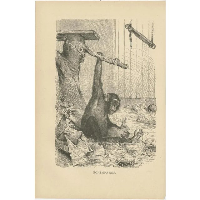Brehm, Monkey Prints, 1890, Paper, Set of 5 For Sale - Image 3 of 7