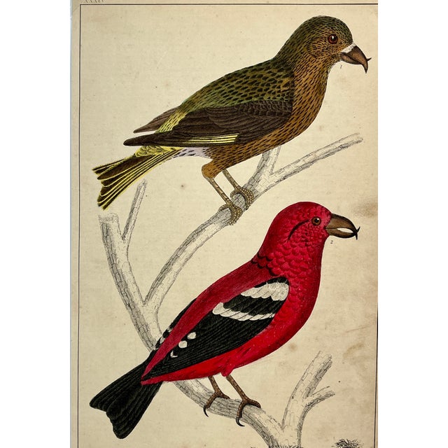 Antique Hand Tinted Bird Print Featuring an American Crossbill and a White Winged Crossbill - Circa 1850 For Sale - Image 11 of 12