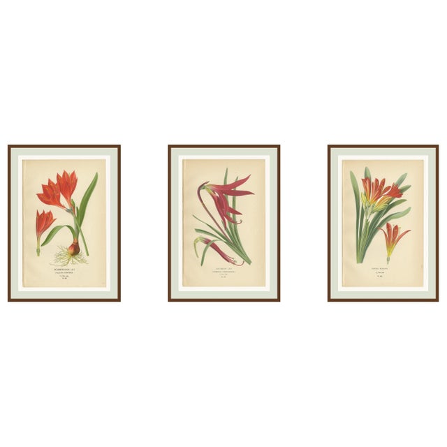 Edward Step, Scarborough Lily, Jacobean Lily & Clivia, Chromolithographs, 1897, Set of 3 For Sale - Image 10 of 10