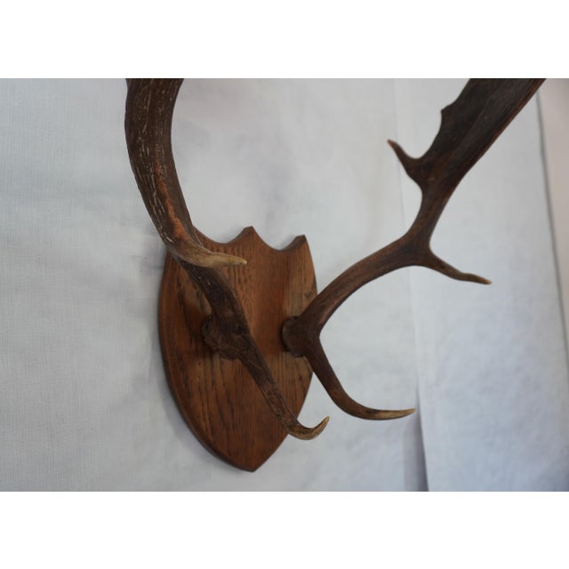 American j.h. Armer Mounted English Antlers For Sale - Image 3 of 11