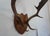 American j.h. Armer Mounted English Antlers For Sale - Image 3 of 11