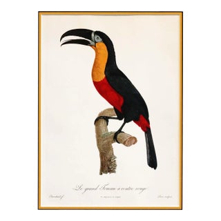 1960s French Bird Print, Jacques Barraband, Grand Toucan Ventre Rouge (Large Toucan, Red Chest) For Sale
