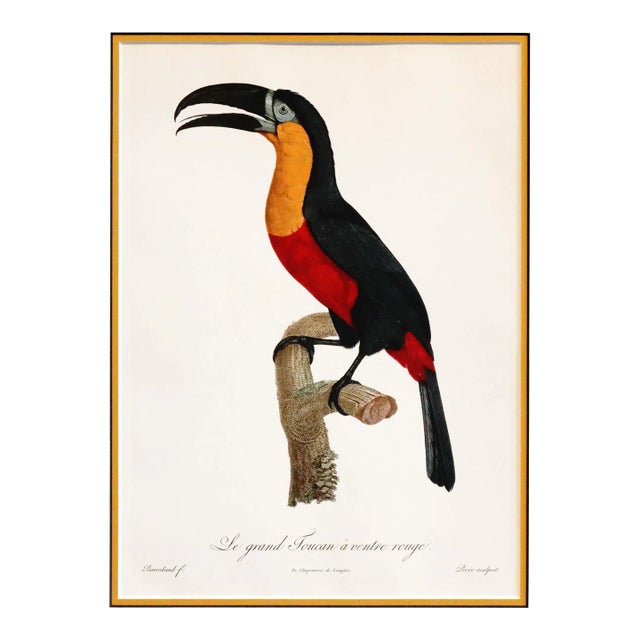 1960s French Bird Print, Jacques Barraband, Grand Toucan Ventre Rouge (Large Toucan, Red Chest) For Sale