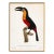 1960s French Bird Print, Jacques Barraband, Grand Toucan Ventre Rouge (Large Toucan, Red Chest) For Sale