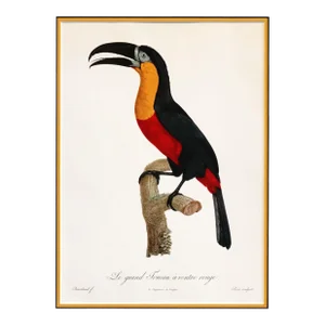 1960s French Bird Print, Jacques Barraband, Grand Toucan Ventre Rouge (Large Toucan, Red Chest)