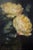 Yellow Peonies by Stephanie Deshpande | Oil on panel of two yellow peony flowers For Sale