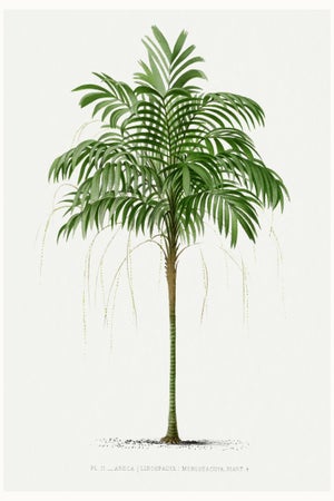 Royal Palm Study, Vintage Botanical Art Print Reproduction, 16" X 24"