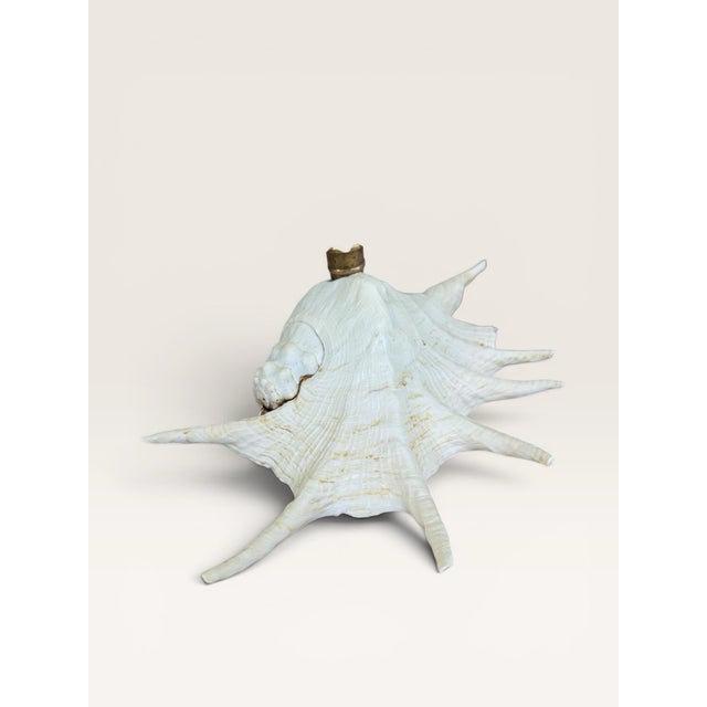 Part of the Coastal Heirloom Collection by French Finds & Finery, this sculptural candlestick transforms a naturally...