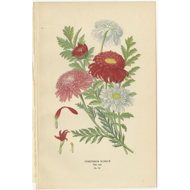 Late 19th Century Botanical Prints, 1897, Paper, Set of 3 For Sale - Image 5 of 6