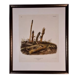 Audubon "Little Harvest Mouse": A Framed Original Audubon Hand-Colored Folio Lithograph, 1845 For Sale