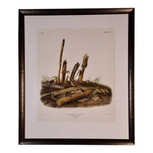 Audubon "Little Harvest Mouse": A Framed Original Audubon Hand-Colored Folio Lithograph, 1845