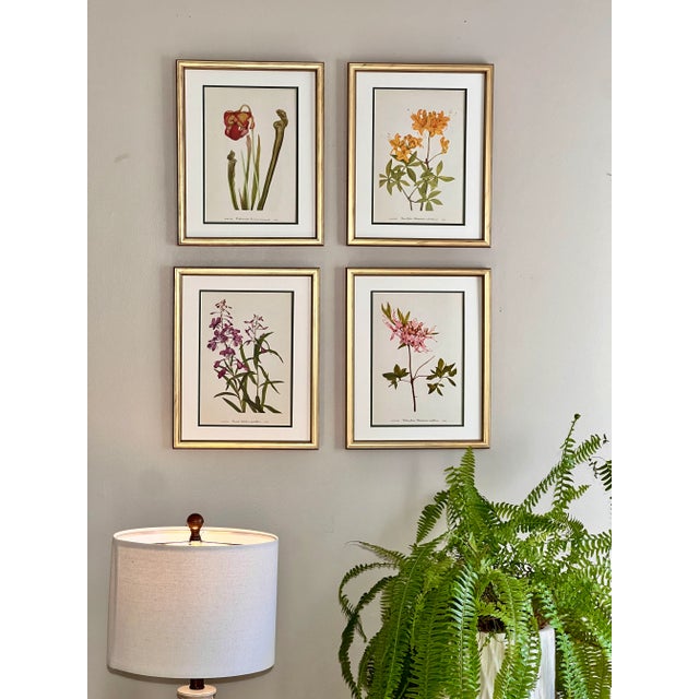 1960s Framed Vintage Botanical Prints Set of 4 1953 Prints For Sale - Image 5 of 5