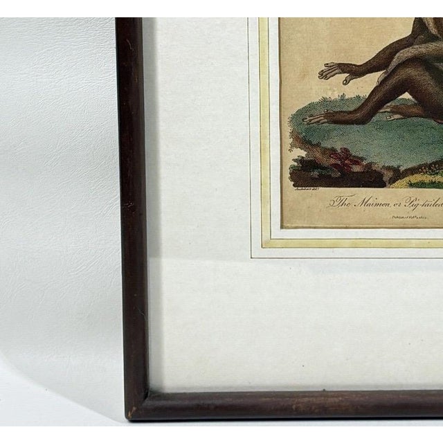 Sculpture Materials The Maimon, or Pig-Tailed Baboon - An Exceptional 18th-Century Natural History Engraving For Sale - Image 7 of 11