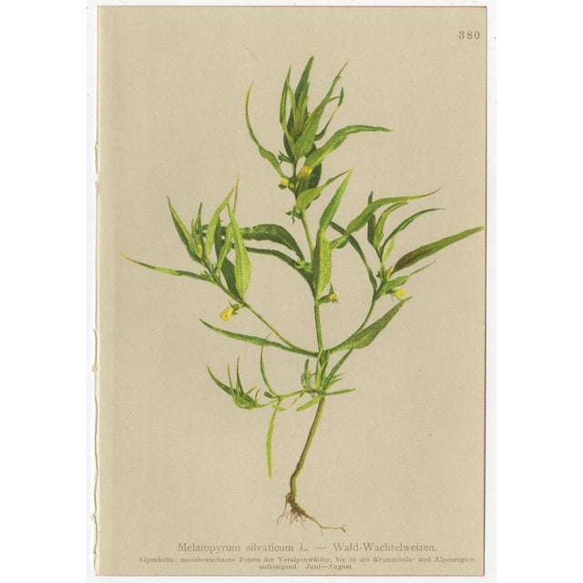 Late 19th Century After Anton Hartinger, Alpine Foxglove & Wildflowers Small Seizded Botanical Plates, 1897, Prints, Set of 8 For Sale - Image 5 of 12