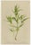Late 19th Century After Anton Hartinger, Alpine Foxglove & Wildflowers Small Seizded Botanical Plates, 1897, Prints, Set of 8 For Sale - Image 5 of 12