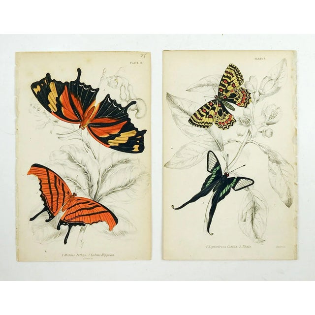 Butterfly Engraving Prints by William Lizars - a Pair For Sale In Seattle - Image 6 of 6