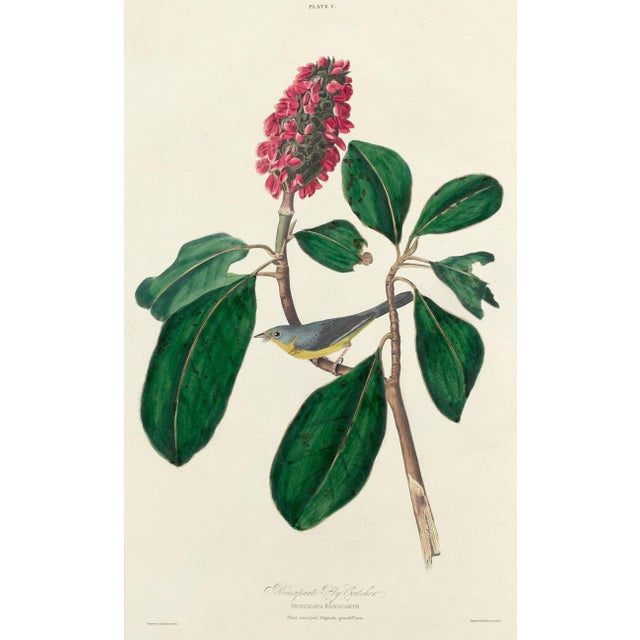 Vintage John James Audubon Reproduction Double Sided Prints - Collection of 4 For Sale In Washington DC - Image 6 of 9