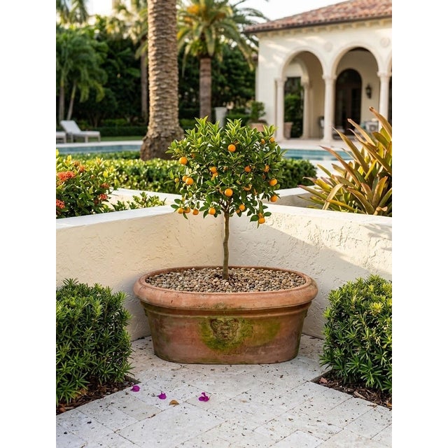 Vintage Italian Tuscan Style Terracotta Oval Planter Trough With Mascaron Relief For Sale - Image 10 of 12