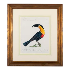 Antique Bird Engraving of a Tucano Mangiapepe by Saverio Manetti