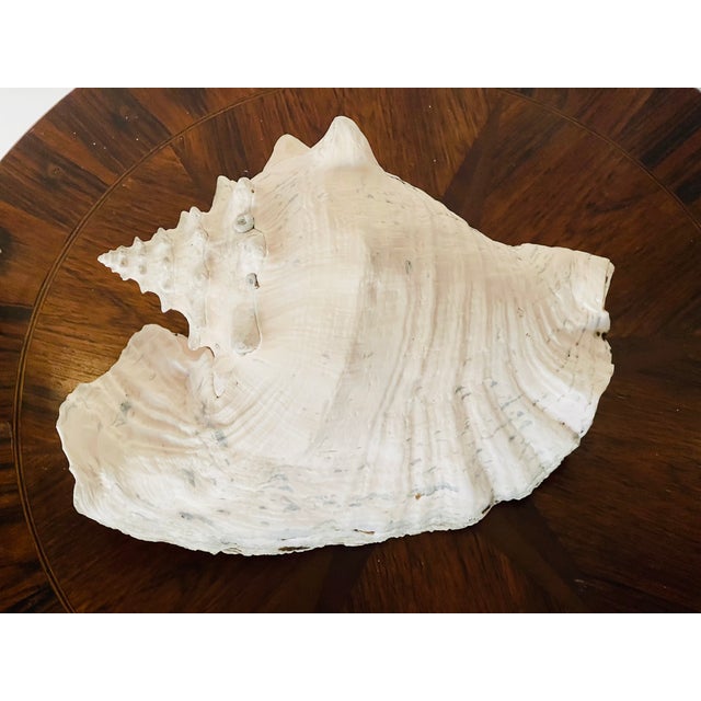 1900 - 1909 Antique Coastal Conch Sea Shell For Sale - Image 5 of 5