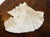 1900 - 1909 Antique Coastal Conch Sea Shell For Sale - Image 5 of 5