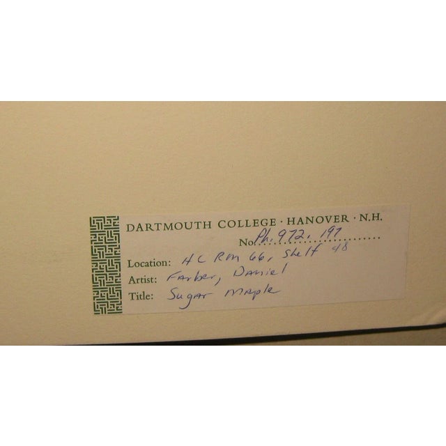 1962 Sugar Maple Photo by Daniel Farber For Sale In Boston - Image 6 of 9