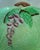English Vintage Hand Painted "Green Foxglove" Pattern Dish by Carlton Ware For Sale - Image 3 of 6