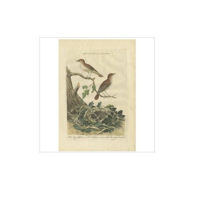 Sepp & Nozeman, Bird Illustration of the Nightingale, 1789, Print For Sale - Image 4 of 6