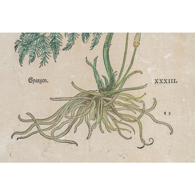 Antique Trio of Framed Double-Print Renaissance Botanical Wall Art For Sale - Image 11 of 18