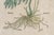 Antique Trio of Framed Double-Print Renaissance Botanical Wall Art For Sale - Image 11 of 18