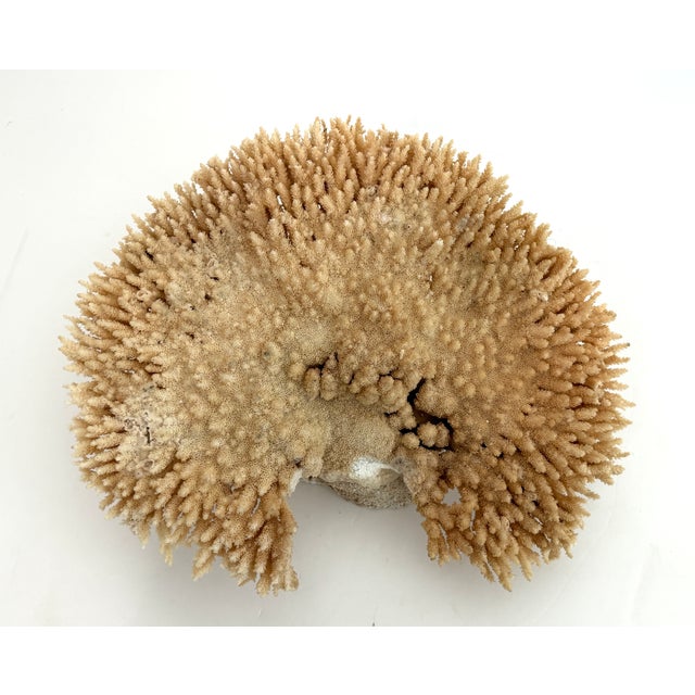 Tan Natural Table Coral Specimen Coastal Decor For Sale - Image 8 of 8