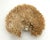 Tan Natural Table Coral Specimen Coastal Decor For Sale - Image 8 of 8