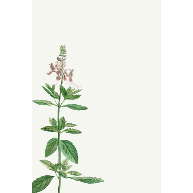 Illustration Basil Herb by Redouté, Vintage Botanical Art Print, 40" X 60" For Sale - Image 3 of 8