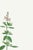 Illustration Basil Herb by Redouté, Vintage Botanical Art Print, 40" X 60" For Sale - Image 3 of 8